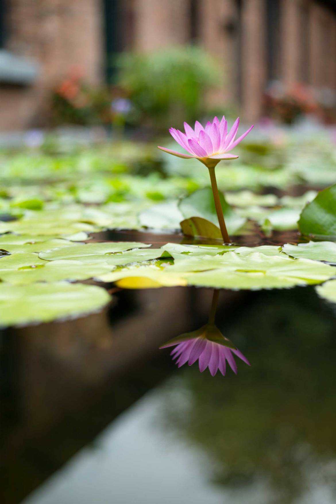 Mindful_Lotus_flower_portrait-scaled.jpg
